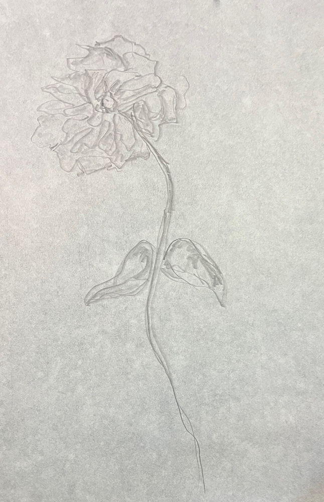 Peony 2, 18x12