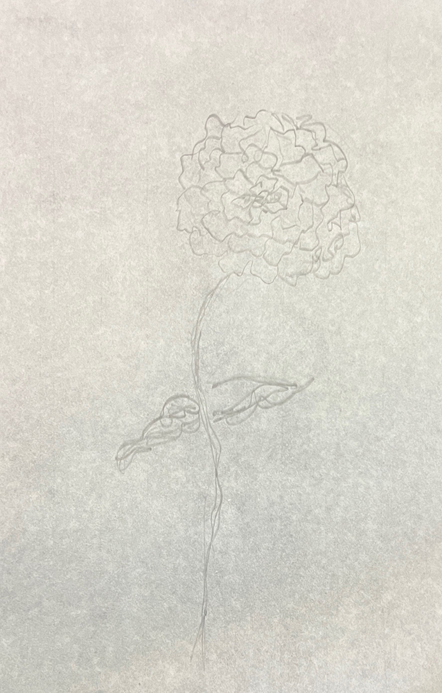 Peony 8, 18x12
